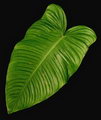 Philodendron tenue